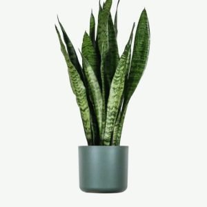 Home Sansevieria Laurentii