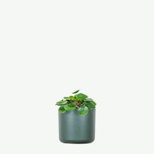 Home Peperomia Lemon Lime