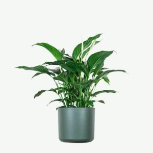 Home Spathiphyllum