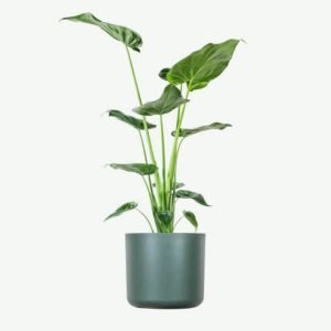 Home Alocasia Regal Shield