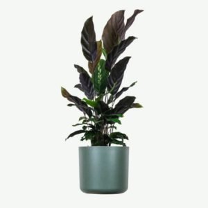 Home Calathea Rufibarba