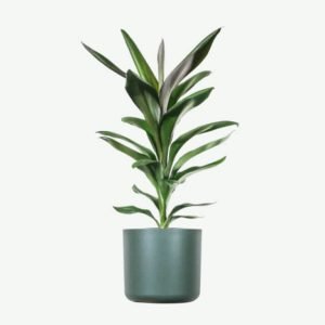 Home Dracaena Lisa