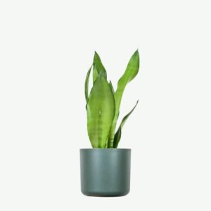 Home Sansevieria Golden Flame