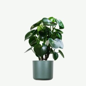 Home Ficus Decora Cabernet
