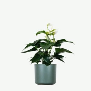 Home Golden Pothos Pole